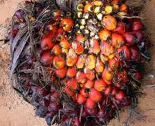 Natural Cheap Palm Kernel