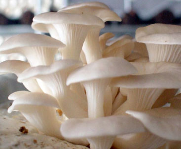 White Oyster Mushroom