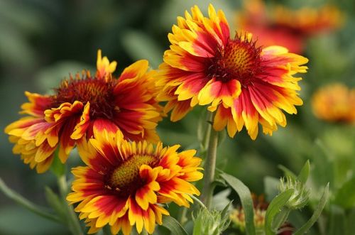 Flowering Plants