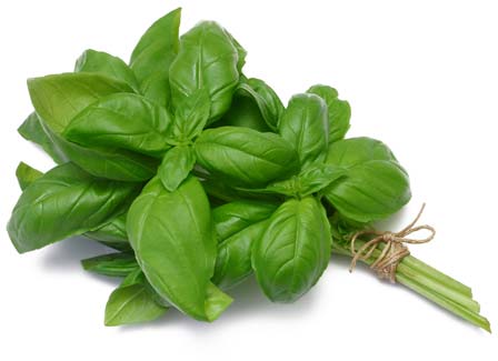 Basil Leaves