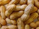 Peanut Seed, Peanut Meal, Peanut Oil, Peanut Shell