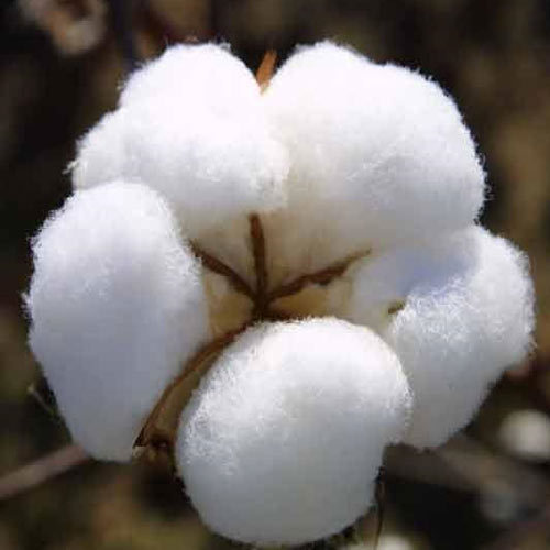 Raw cotton, Texture : Soft