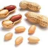 Groundnut, Varieties : Bold