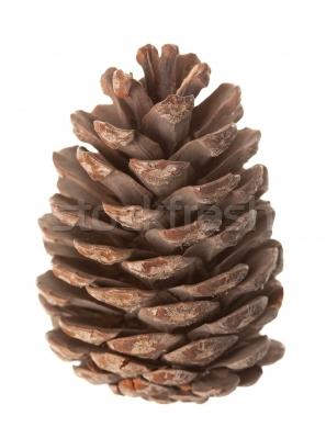 Pine Cones