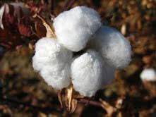 Raw Cotton