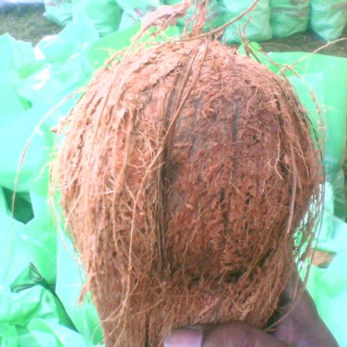 Semi Husked Coconuts