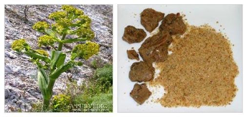 Asafoetida