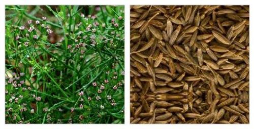 Cumin seeds