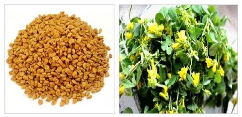 Fenugreek Seeds