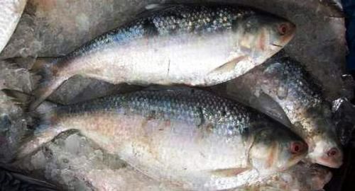 Hilsa Fish