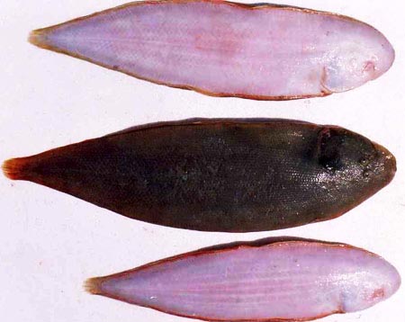 Sole Fish