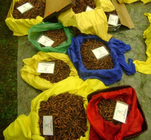 Cordyceps Sinensis, Packaging Type : Aluminum Foil Bag