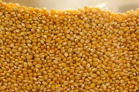 Dry Corn, Color : Yellow