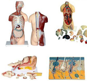 Anatomical Model