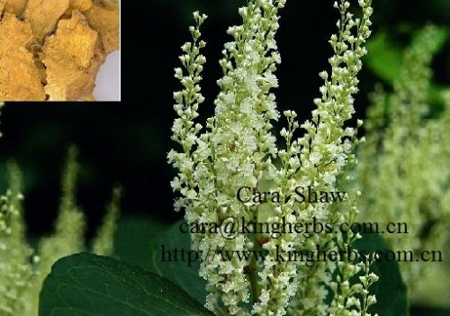 Resveratrol Polygonum Cuspidatum Extract