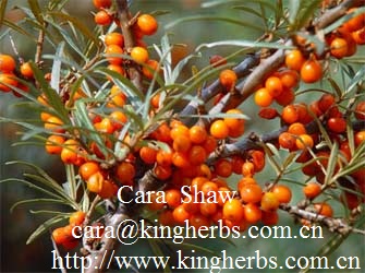 Sea Buckthorn Seed Oil