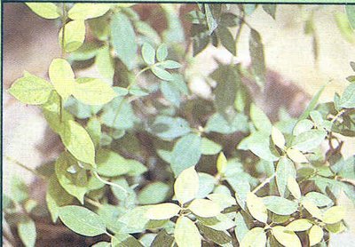 Gymnema Sylvestre, Color : Green