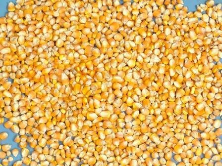 Indian Yellow Maize