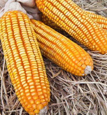 Yellow corn, Storage : Cool, Dry Place