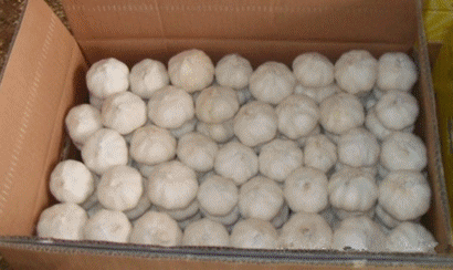 Chinese Garlic, Certification : GAP, Packaging Type : white