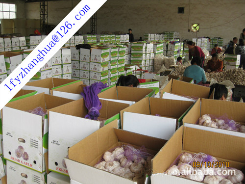 Normal White Garlic, Certification : GAP