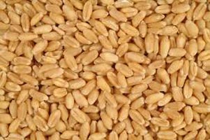 Wheat Seeds, For Beverage, Flour, Food, Style : Dried