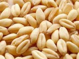 Common Sharbati Wheat, Certification : Ceres