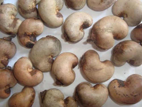 Raw Cashew Nuts, Packaging Type : Pouch, Pp Bag