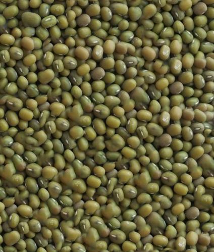Green Mung Bean