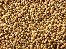 Coriander Seeds