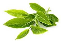 Tea Leaf