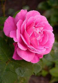 Attar Gulab, Gender : Female, Male