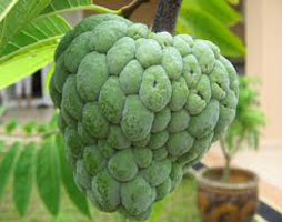 Fresh Custard Apple