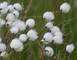 Raw Cotton