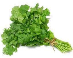 Fresh Coriander Leaves