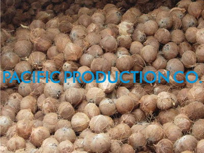 Desiccated Coconut, Texture : Fine Powder