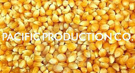Yellow corn, Speciality : Organic