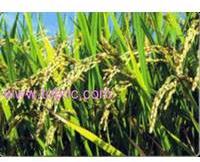 Basmati rice, Shelf Life :1 Year