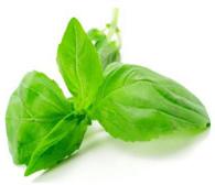 Basil Oil