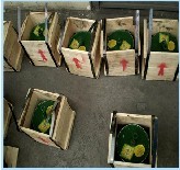 Mercury, Material : Mercury