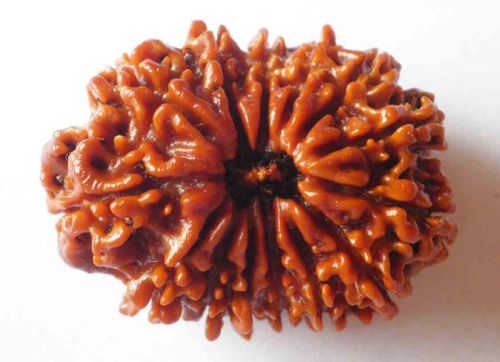 Rudraksha Beads