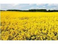 Crude Degummed Rapeseed Oil