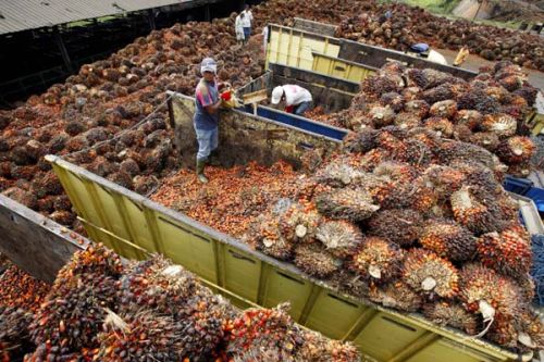 Crude palm oil, Cultivation Type : Natural