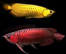Arowana Fish, Packaging Type : super red, red asian, golden