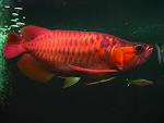 Golden Red Arowana Fish, Packaging Type : silver, pink, etc