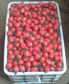 Fresh Cherry Tomatoes