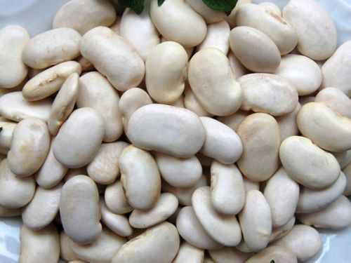 White Kidney Bean