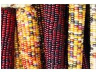 Maize