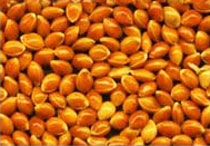 Millet Seeds