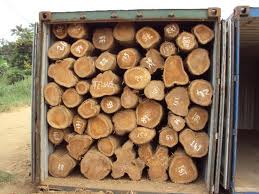 Teak wood logs